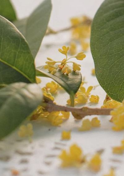 桂花的香味怎么形容（桂花的香味怎么形容?）