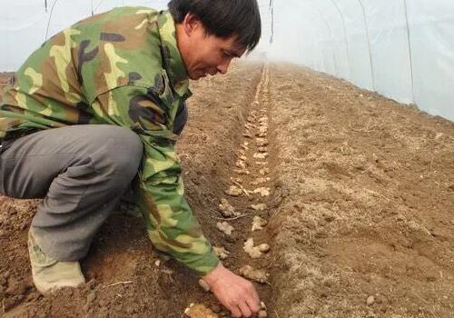 生姜种植时间和方法（北方生姜种植时间和方法）