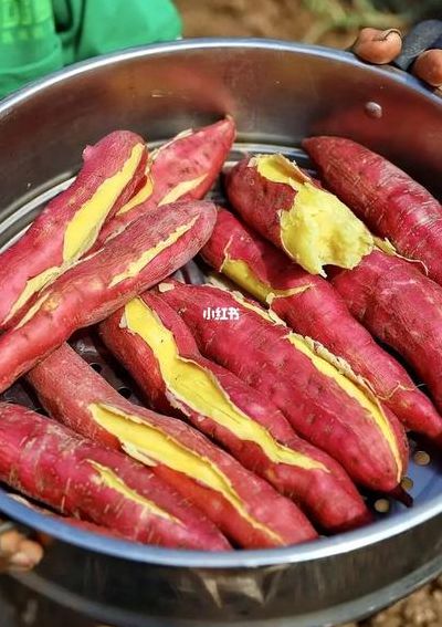 地瓜蒸多久（地瓜蒸多久能熟 揭秘最佳时间）