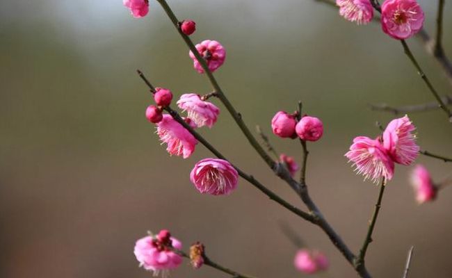 梅花什么时候开（北方梅花什么时候开）