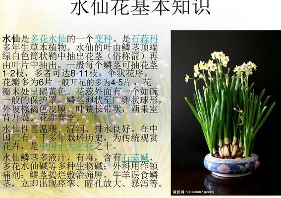 水仙花的寓意是什么（水仙花的寓意是什么花语又是什么）