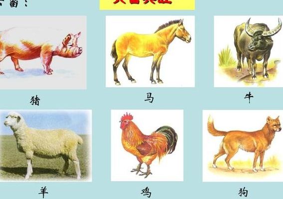 豕代表什么动物（豕代表什么动物）