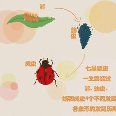 四星瓢虫（四星瓢虫是益虫还是害虫）