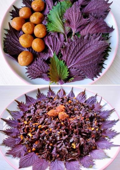 紫苏叶做菜有几种做法（紫苏叶子怎么做菜）