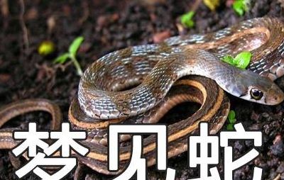 周公解梦梦见蛇好不好（周公解梦梦见蛇好不好是什么预兆）