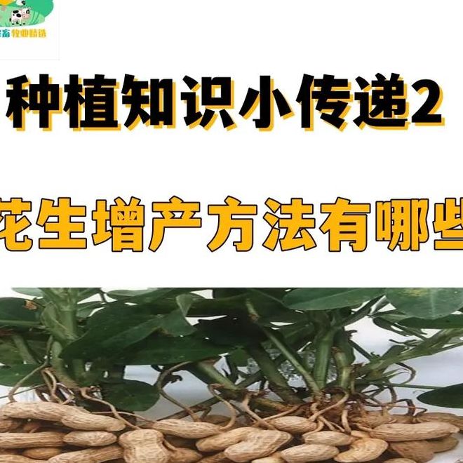 什么时候种花生（花生何时播种）