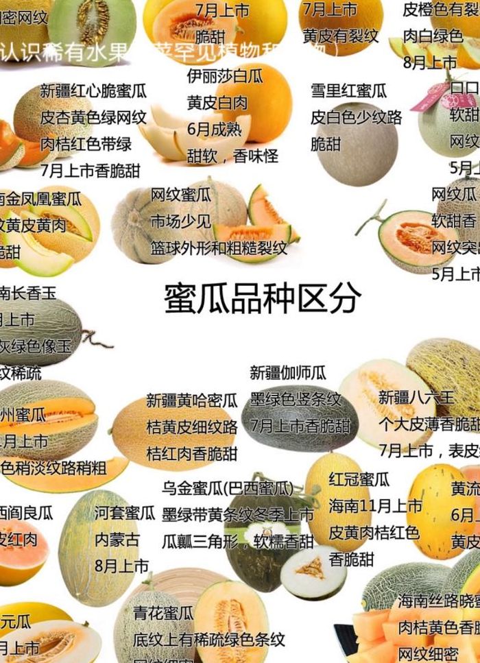 西州蜜瓜和哈密瓜区别（西州蜜瓜和哈密瓜哪个好吃 区别）