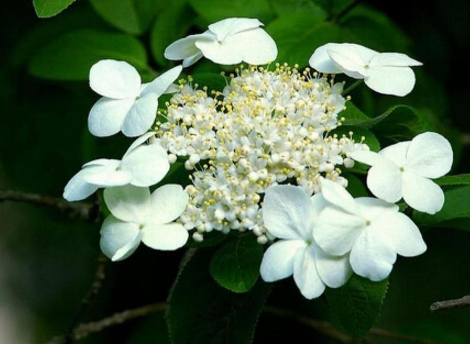 城市的市花（琼花是哪个城市的市花）