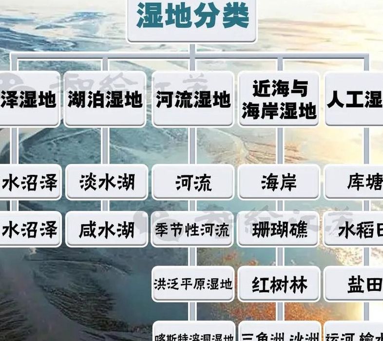 湿地又被称为（湿地被称为地球的什么?）