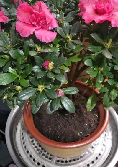 杜鹃花忌讳放在家吗（杜鹃花能放家里吗?）