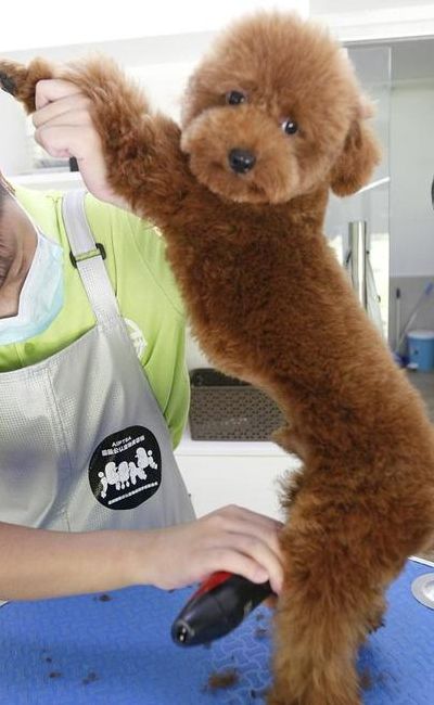 泰迪狗狗的训练方法（泰迪犬怎么训练十大基础）
