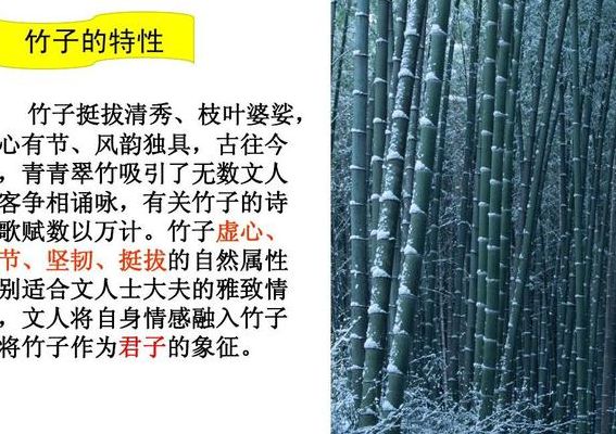 松柏的象征意义（竹子的象征意义）