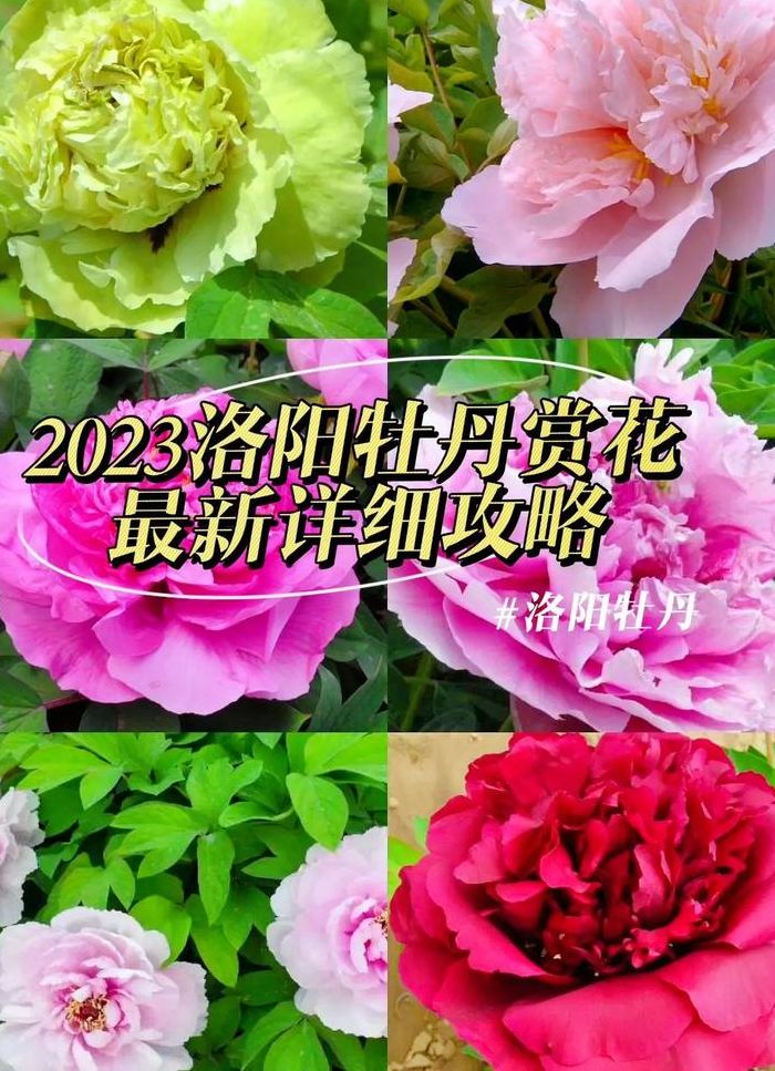 2018洛阳牡丹花会时间（2021年洛阳牡丹花会时间及牡丹花欣赏）