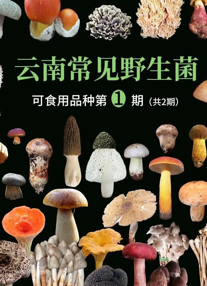 菌类大全（野生菌品种大全图片）