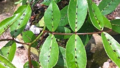 蛇怕什么植物（蛇怕什么植物蛇灭门）