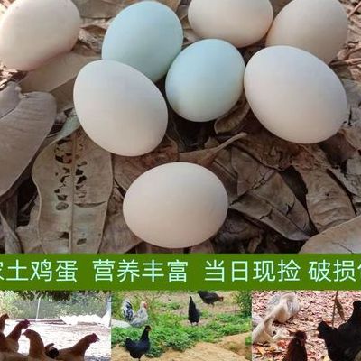 绿皮鸡蛋（绿皮鸡蛋和红皮鸡蛋哪个营养高）