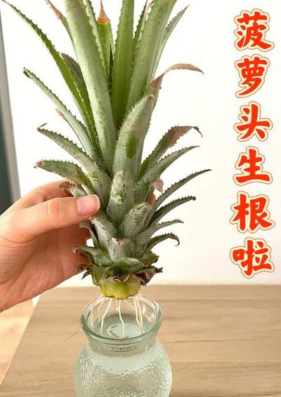 种菠萝头的方法（种菠萝头方法才能活）