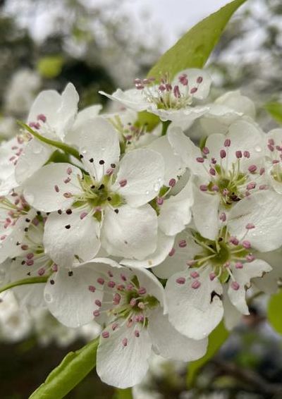 梨花什么时候开（梨花什么时候开花几点钟开花）
