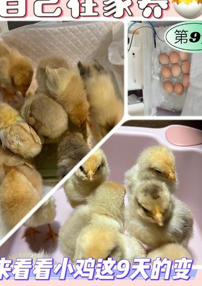 正确养小鸡的方法（正确养小鸡的方法在家晚上怎么保温）