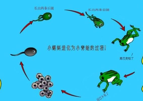 蝌蚪靠什么呼吸（蚪蝌用什么呼吸）