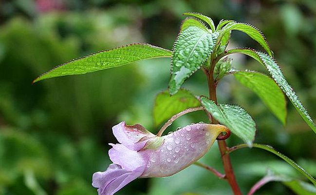 凤仙花科（凤仙花科属）