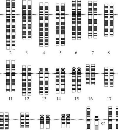 人类染色体（人类染色体数目2n=46条,如果不考虑交换）