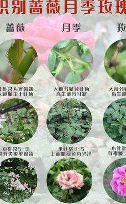 蔷薇花和月季花的区别（蔷薇花和月季花的区别图片）