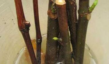 生根粉可以浇土里吗（生根粉可以浇土里吗多长时间洗一次）