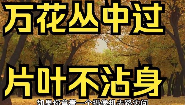 万花丛中过片叶不沾身下一句（万花丛中过片叶不沾身的下句）