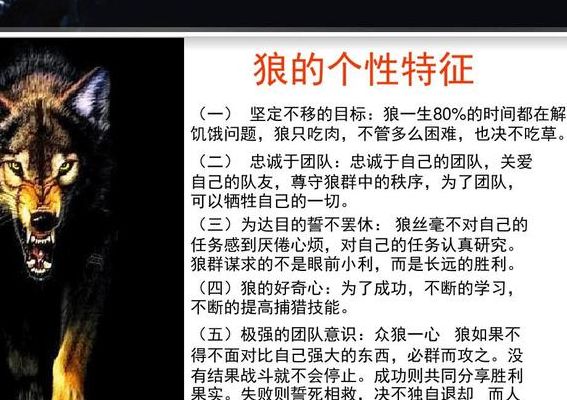 狼的特点和精神（狼的特点和精神品格）