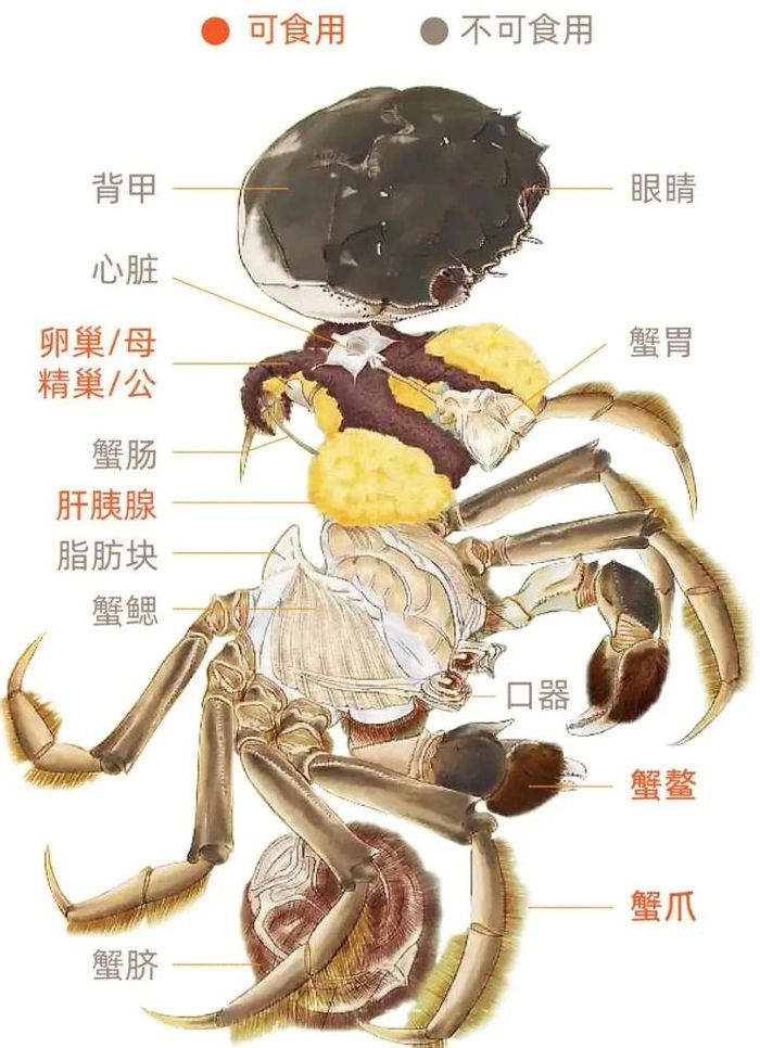 大闸蟹死了多久不能吃（大闸蟹死了多长时间还能吃）