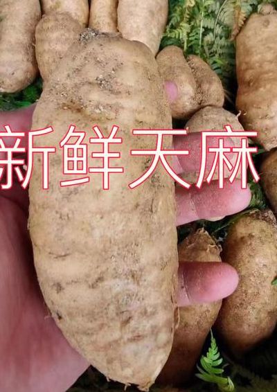新鲜天麻怎么保存（新鲜天麻怎么保存最好的方法）