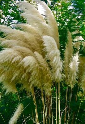 芦花是什么颜色（芦花是什么植物开的花）