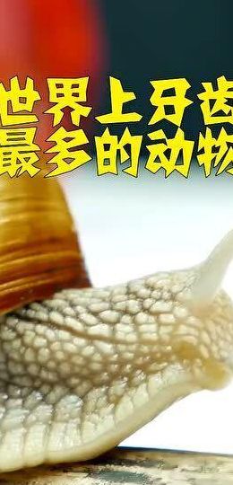 牙齿最多的动物（世界上脚最多的动物）