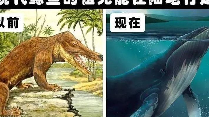 鲸鱼的祖先（鲸鱼的祖先长什么样子图片 演变）