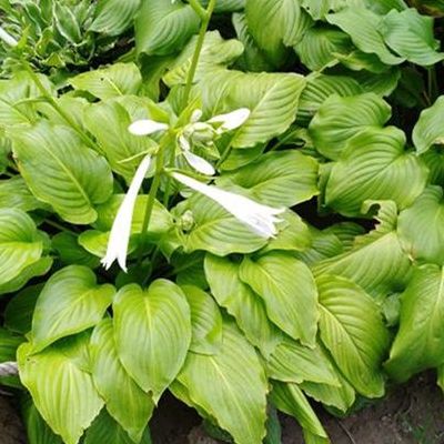 花叶玉簪（花叶玉簪开什么颜色的花）