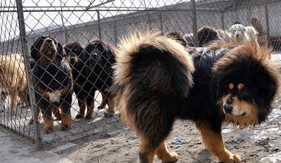 临沂藏獒（藏獒犬舍）