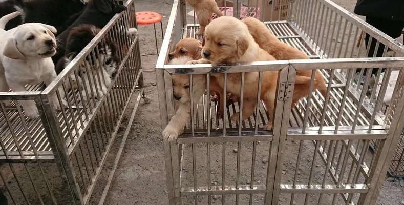 鲅鱼圈吧（鲅鱼圈吧狗市）