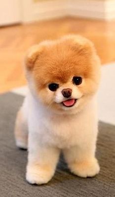 英式博美（英式博美犬图片）