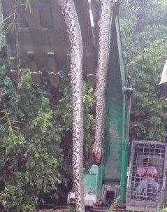 桂平挖蛇事件（桂平挖蛇事件的经过）