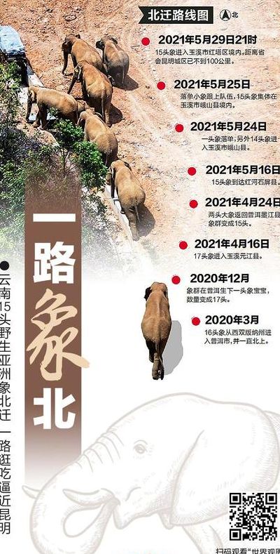 亚洲象因何组团北上（亚洲象北移原因）
