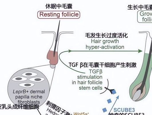 科学家发现刺激头发生长分子（刺激头发再生的方法）