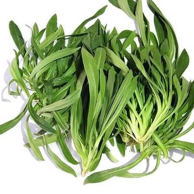 面条菜图片（面条菜图片植物图片）