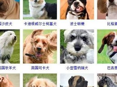 宠物狗的种类及图片（宠物狗种类大全带图片）