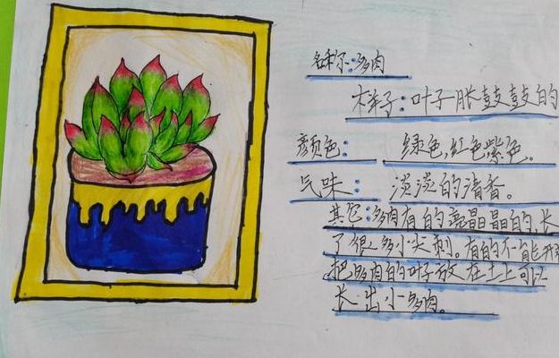 小学三年级植物记录卡(三年级多肉植物记录卡怎么写？)