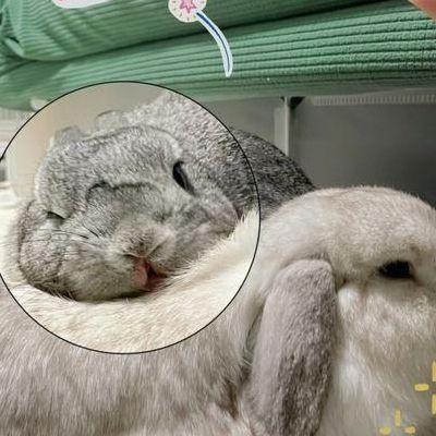男朋友为什么老是吸我的兔子(兔子为什么要吃木屑？)