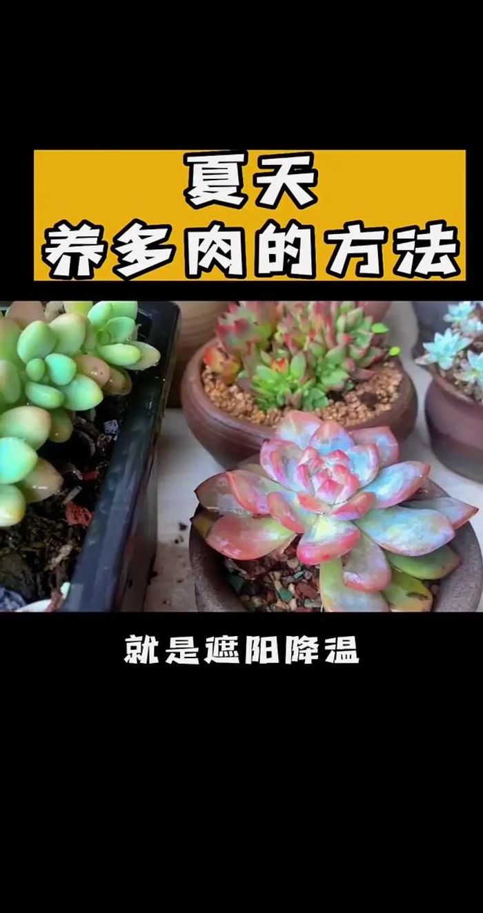 刚买的多肉怎么养护（刚买来的多肉怎么养活）