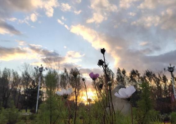 烂漫和浪漫的意思一样吗（烂漫和浪漫是近义词吗）
