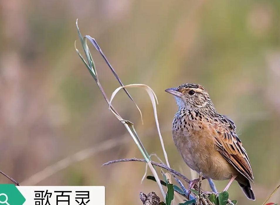 百灵鸟十三口(百灵十三口经典语录？)