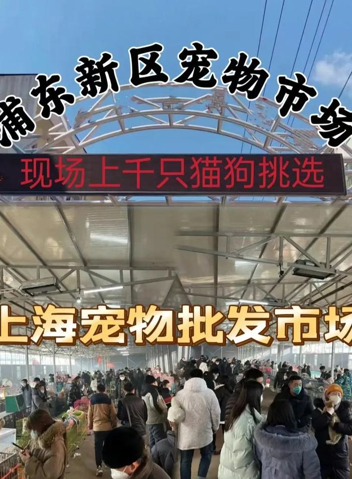 上海 宠物市场(上海的宠物市场有哪几个？)